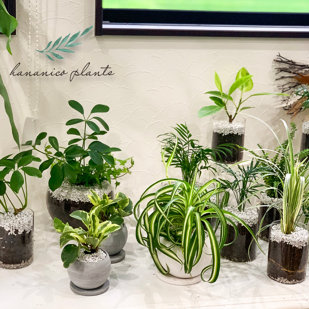 その他観葉植物 honokoo 観葉植物 ハイドロカルチャー – hananico（はなにこ）