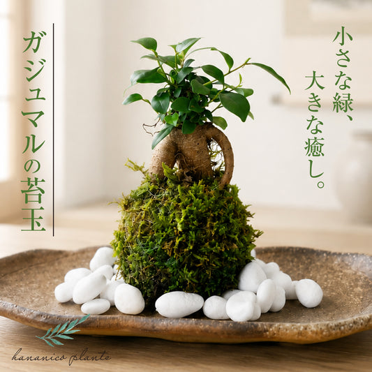 ガジュマル 苔玉 インテリア 観葉植物 卓上 ミニサイズ 和風 癒し ギフト hananico