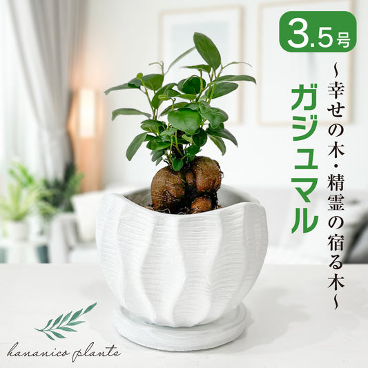 ガジュマル 幸せの木 多幸の木 精霊の宿る木 縁起が良い 健康 長寿 観葉植物 お祝いギフト 贈り物 幸運を呼ぶ 陶器の鉢 おしゃれなギフト hananico plants