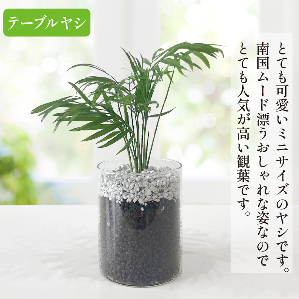 ハイドロカルチャー テーブルヤシ 土を使わない観葉植物☆ガラスの器 清潔で虫がつきにくい!