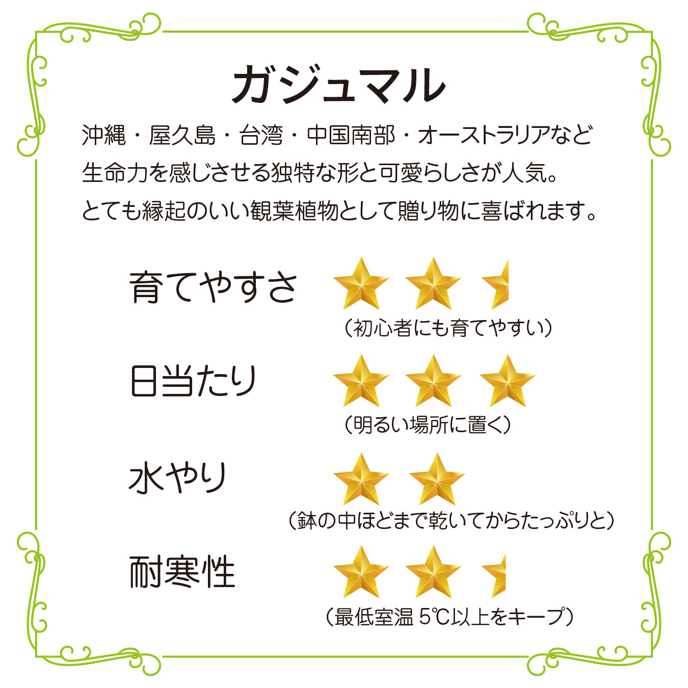 ガジュマル 幸せの木 多幸の木 精霊の宿る木 縁起が良い 健康 長寿 観葉植物 お祝いギフト 贈り物 幸運を呼ぶ 陶器の鉢 おしゃれなギフト hananico plants