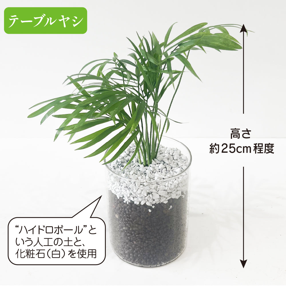 ハイドロカルチャー テーブルヤシ 土を使わない観葉植物☆ガラスの器 清潔で虫がつきにくい!