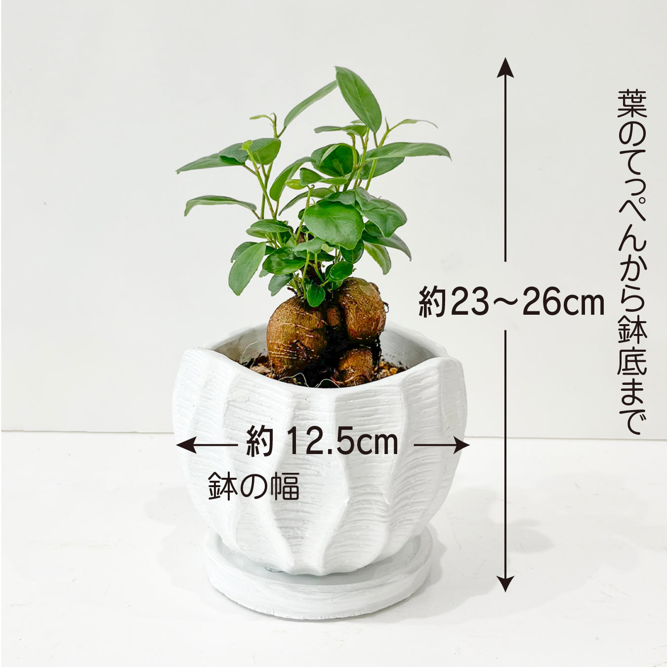 ガジュマル 幸せの木 多幸の木 精霊の宿る木 縁起が良い 健康 長寿 観葉植物 お祝いギフト 贈り物 幸運を呼ぶ 陶器の鉢 おしゃれなギフト hananico plants
