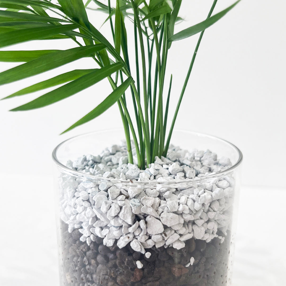ハイドロカルチャー テーブルヤシ 土を使わない観葉植物☆ガラスの器 清潔で虫がつきにくい!
