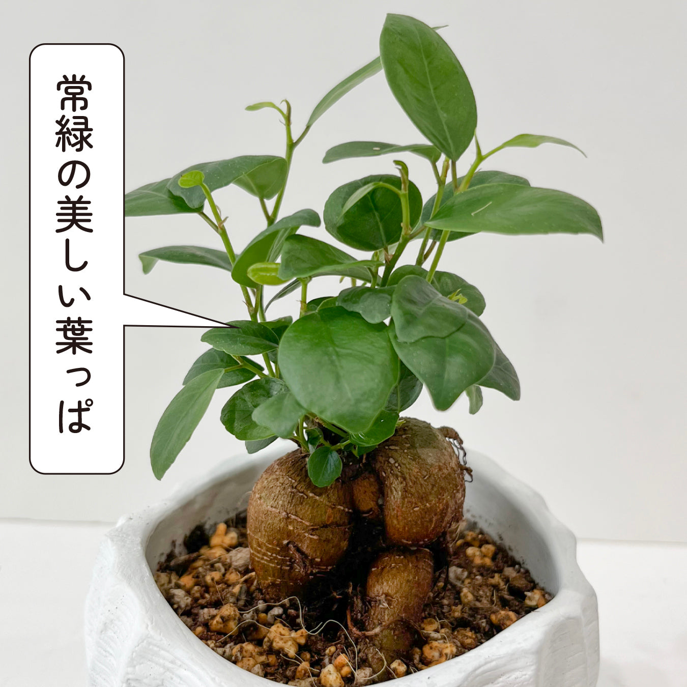 ガジュマル 幸せの木 多幸の木 精霊の宿る木 縁起が良い 健康 長寿 観葉植物 お祝いギフト 贈り物 幸運を呼ぶ 陶器の鉢 おしゃれなギフト hananico plants