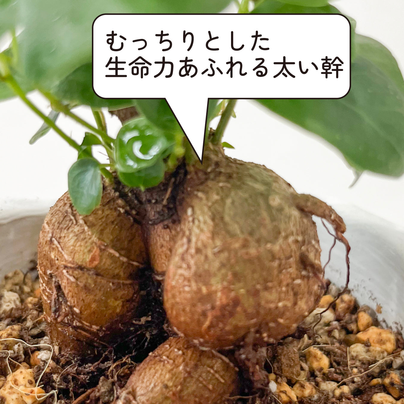 ガジュマル 幸せの木 多幸の木 精霊の宿る木 縁起が良い 健康 長寿 観葉植物 お祝いギフト 贈り物 幸運を呼ぶ 陶器の鉢 おしゃれなギフト hananico plants