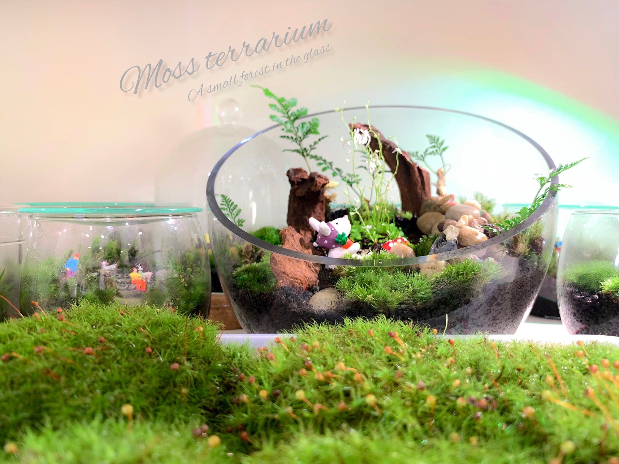 テラリウム・苔リウムの手作りキット、かわいいグリーンインテリア、コケの世界、hananico、はなにこ