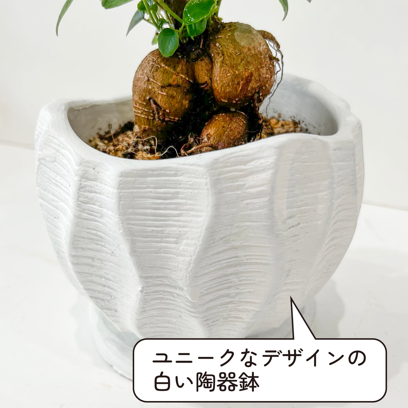 ガジュマル 幸せの木 多幸の木 精霊の宿る木 縁起が良い 健康 長寿 観葉植物 お祝いギフト 贈り物 幸運を呼ぶ 陶器の鉢 おしゃれなギフト hananico plants