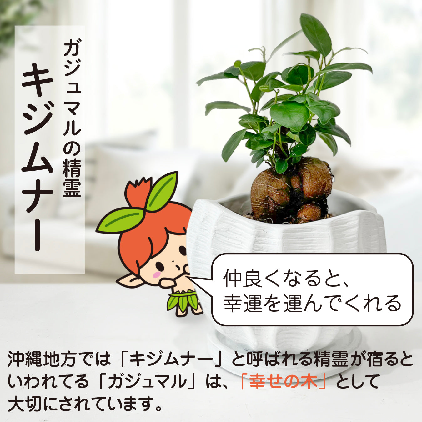 ガジュマル 幸せの木 多幸の木 精霊の宿る木 縁起が良い 健康 長寿 観葉植物 お祝いギフト 贈り物 幸運を呼ぶ 陶器の鉢 おしゃれなギフト hananico plants