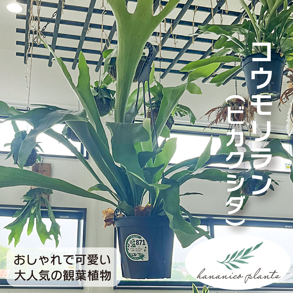 観葉植物 コウモリラン ビカクシダ おしゃれ 吊るす ぶら下げ 吊り下げ インテリア グリーン ネザーランド 育てやすい ハンギング お買い –  hananico（はなにこ）