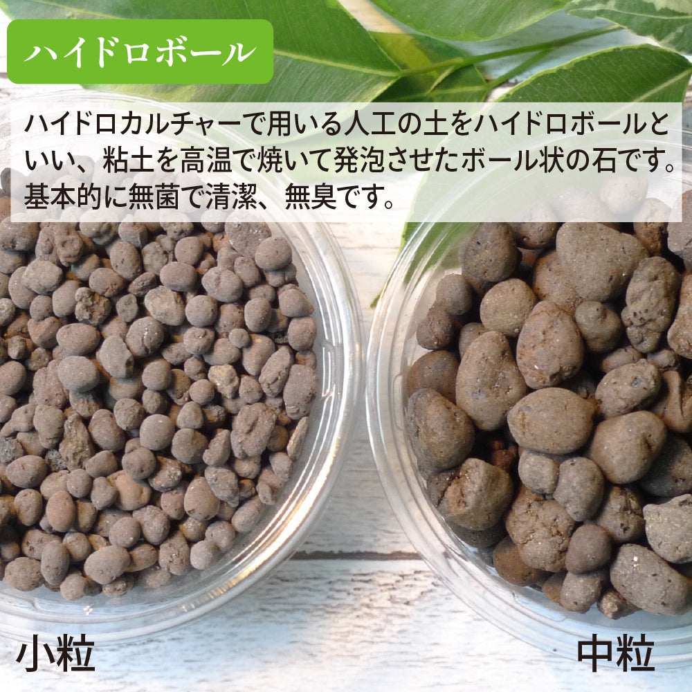 ハイドロカルチャー 観葉植物 ポトス ライム 土を使わないから清潔 ライムグリーン葉色がとてもきれい! おしゃれなガラス器