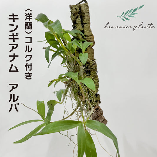 洋蘭 キンギアナ アルバ コルク付き コルク着床欄 観葉植物 おしゃれなインテリア 育てやすい 壁掛け