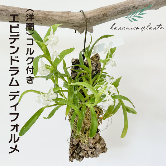 洋蘭 エピデンドラム ディフォルメ コルク付き コルク着床欄 観葉植物 おしゃれなインテリア 育てやすい 壁掛け