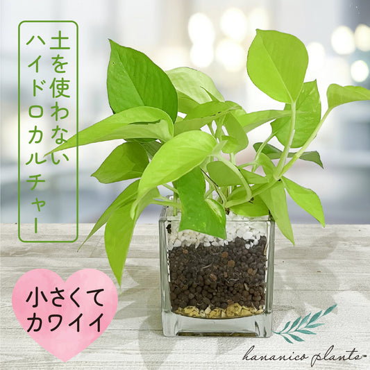 ハイドロカルチャー 観葉植物 ポトス ライム 土を使わないから清潔 ライムグリーン葉色がとてもきれい! おしゃれなガラス器