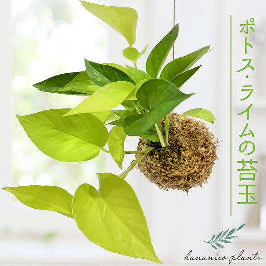 ポトス ライム 苔玉 観葉植物 おしゃれ かわいい吊るす 小さめサイズ ぶら下げ インテリア グリーン ネザーランド 育てやすい ハンギング きれいな葉 hananico plants (コピー)