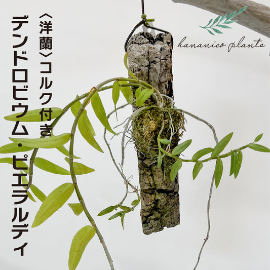 洋蘭 デンドロビウム・ピエラルディ コルク付き コルク着床欄 観葉植物 おしゃれなインテリア 育てやすい 壁掛け
