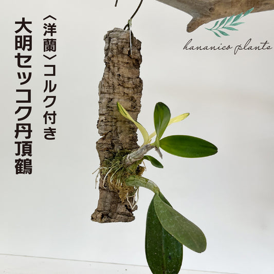 洋蘭 大明セッコク丹頂鶴 コルク付き コルク着床欄 観葉植物 おしゃれなインテリア 育てやすい 壁掛け