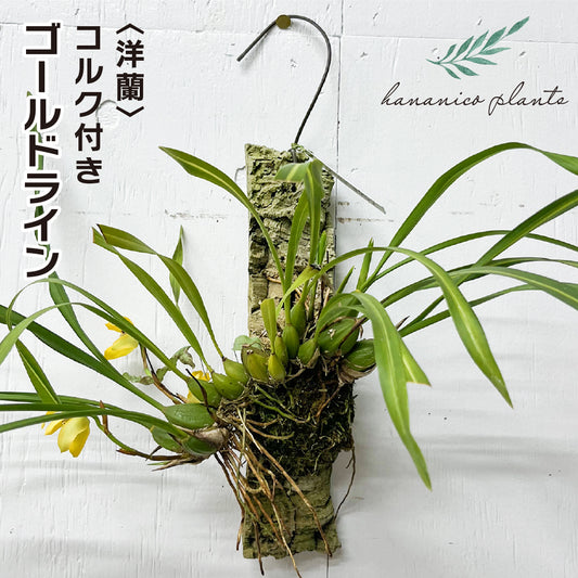 洋蘭 ゴールドライン コルク付き コルク着床欄 観葉植物 おしゃれなインテリア 育てやすい 壁掛け