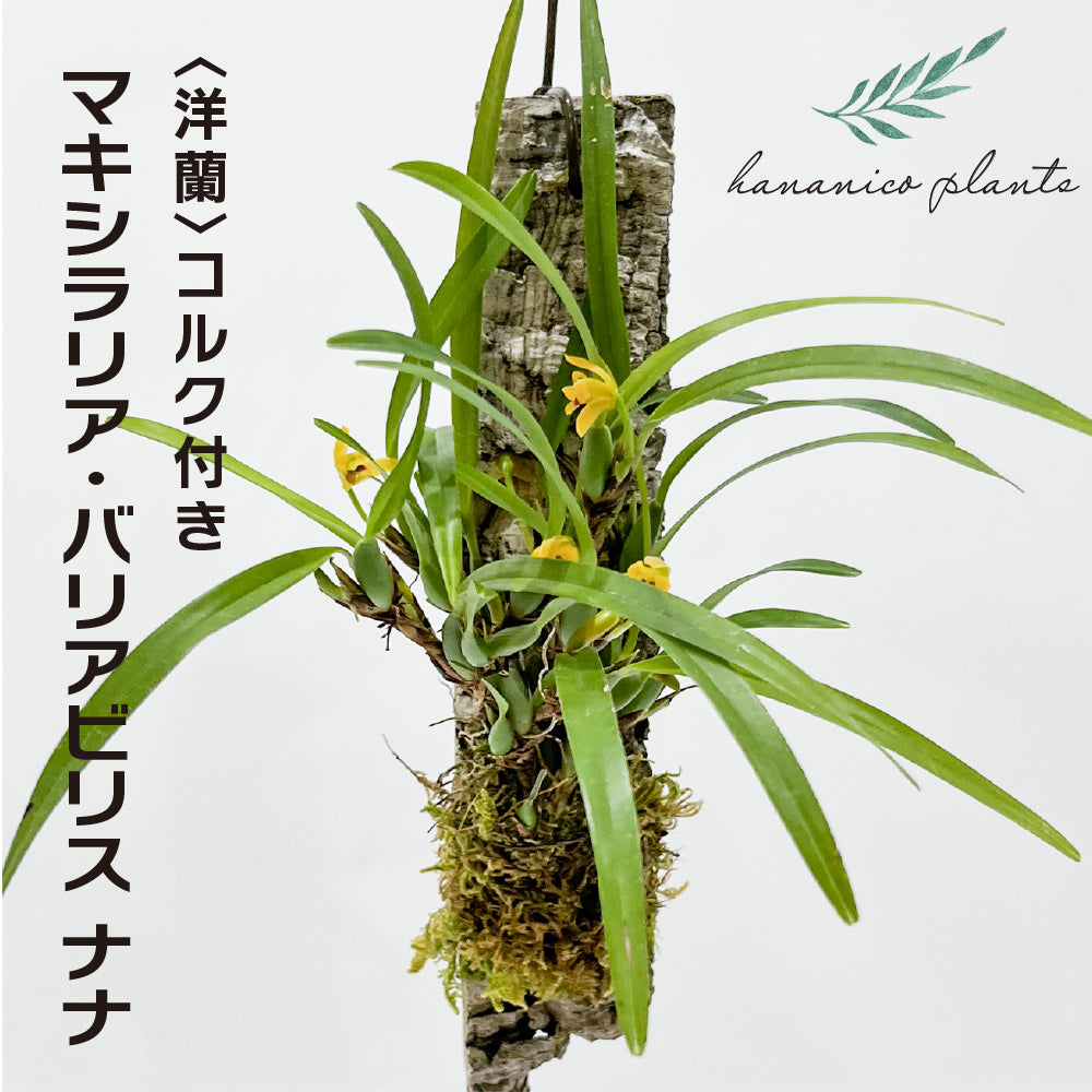 洋蘭 マキシラリア・バリアビリス ナナ コルク付き コルク着床欄 観葉植物 おしゃれなインテリア 育てやすい 壁掛け