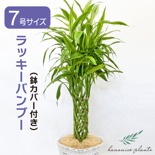 観葉植物 ラッキーバンブー 縁起が良い ミリオンバンブー 鉢カバー付き 幸運の植物 万年竹 開運竹 銀葉千年木 育てやすい ギフト お祝い 誕生日 開店祝い