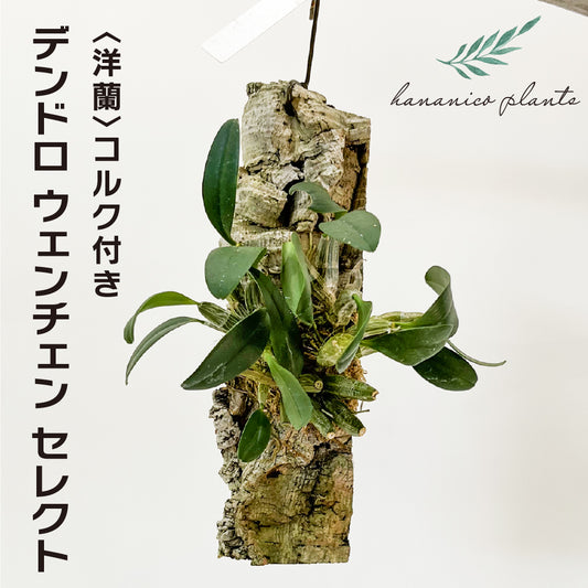 洋蘭 デンドロ ウェンチェン セレクト コルク付き コルク着床欄 観葉植物 おしゃれなインテリア 育てやすい 壁掛け