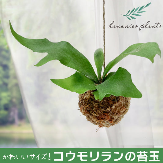 コウモリラン ビカクシダ 苔玉 観葉植物 おしゃれ かわいい吊るす 小さめサイズ ぶら下げ インテリア グリーン ネザーランド 育てやすい ハンギング きれいな葉 hananico plants