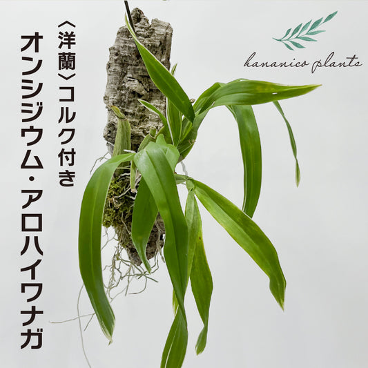 洋蘭 オンシジウム・アロハイワナガ コルク付き コルク着床欄 観葉植物 おしゃれなインテリア 育てやすい 壁掛け