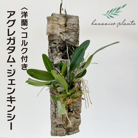 洋蘭 アグレガタム・ジェンキンシー コルク付き コルク着床欄 観葉植物 おしゃれなインテリア 育てやすい 壁掛け