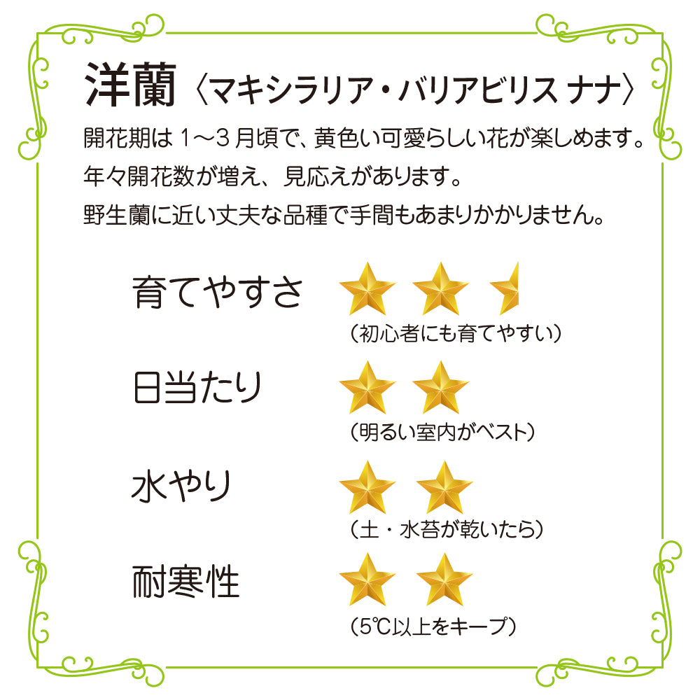 洋蘭 マキシラリア・バリアビリス ナナ コルク付き コルク着床欄 観葉植物 おしゃれなインテリア 育てやすい 壁掛け