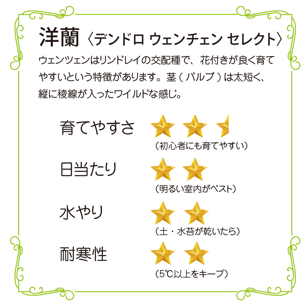洋蘭 デンドロ ウェンチェン セレクト コルク付き コルク着床欄 観葉植物 おしゃれなインテリア 育てやすい 壁掛け