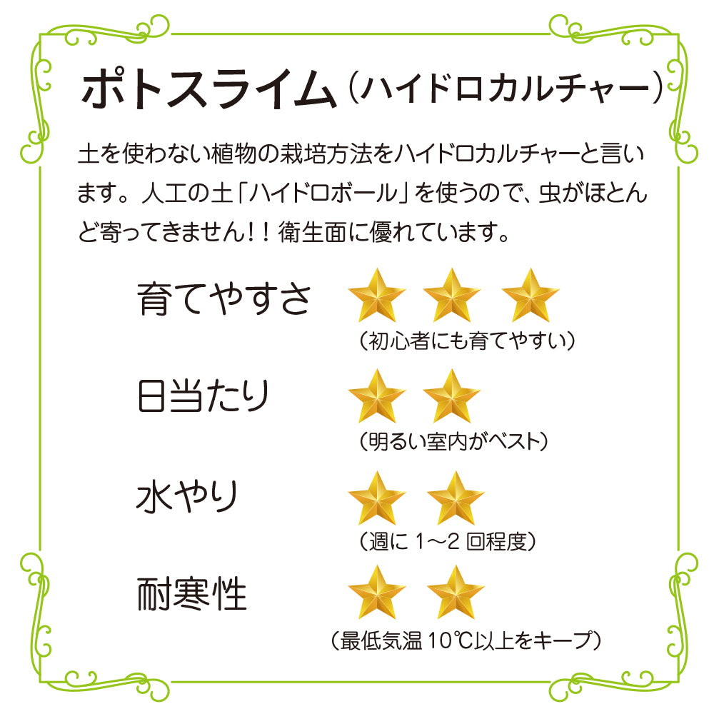 ハイドロカルチャー 観葉植物 ポトス ライム 土を使わないから清潔 ライムグリーン葉色がとてもきれい! おしゃれなガラス器