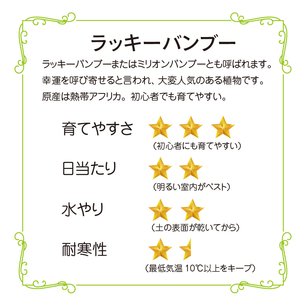 観葉植物 ラッキーバンブー 縁起が良い ミリオンバンブー 鉢カバー付き 幸運の植物 万年竹 開運竹 銀葉千年木 育てやすい ギフト お祝い 誕生日 開店祝い