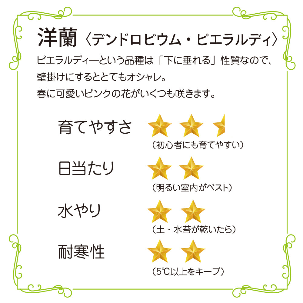 洋蘭 デンドロビウム・ピエラルディ コルク付き コルク着床欄 観葉植物 おしゃれなインテリア 育てやすい 壁掛け