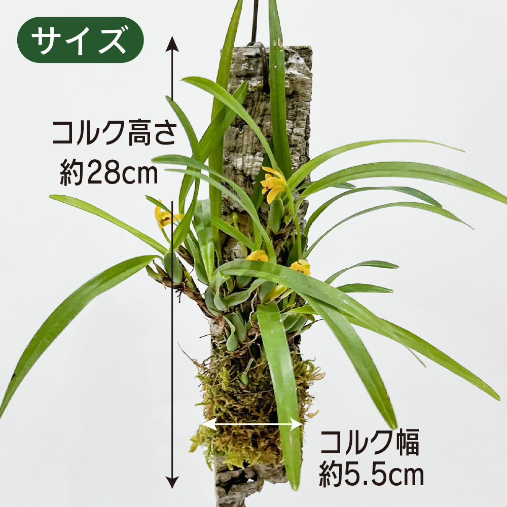洋蘭 マキシラリア・バリアビリス ナナ コルク付き コルク着床欄 観葉植物 おしゃれなインテリア 育てやすい 壁掛け