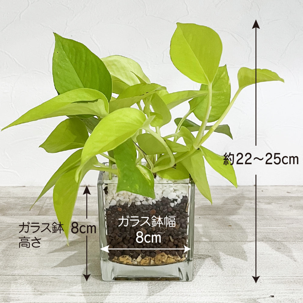 ハイドロカルチャー 観葉植物 ポトス ライム 土を使わないから清潔 ライムグリーン葉色がとてもきれい! おしゃれなガラス器