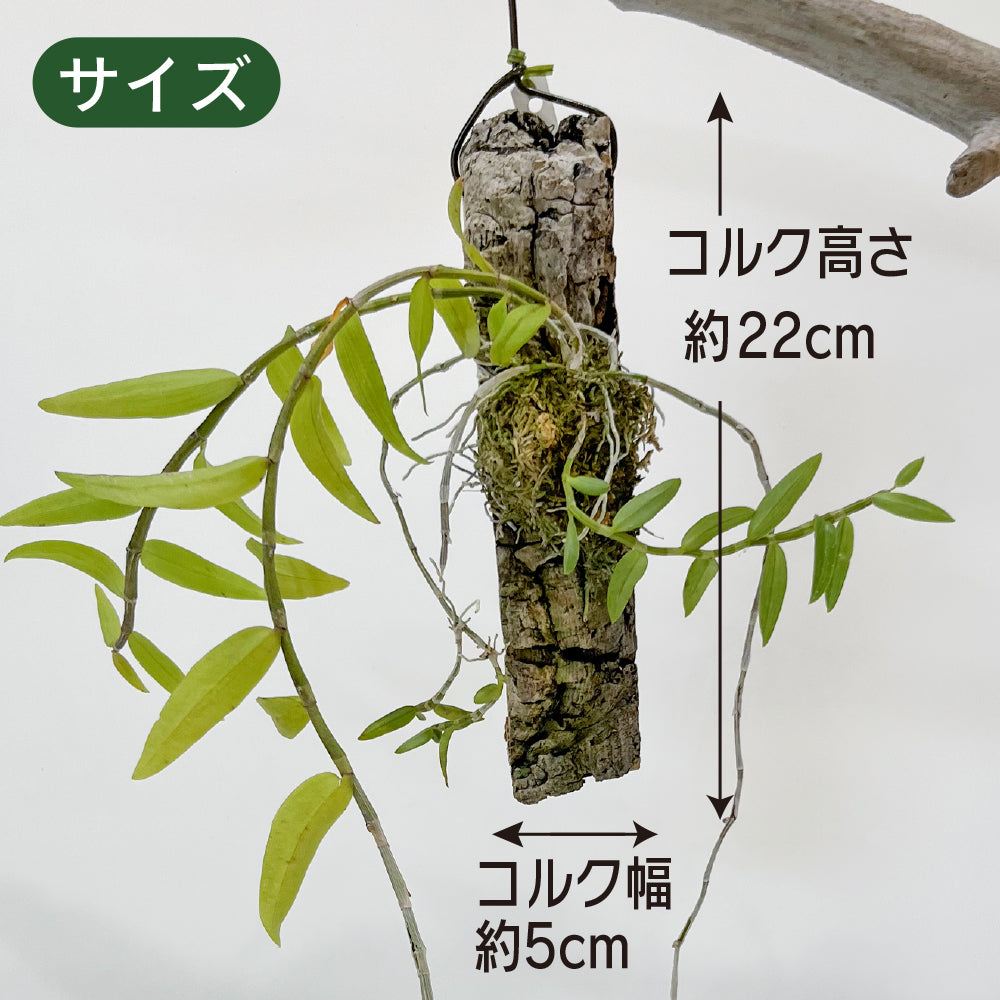 洋蘭 デンドロビウム・ピエラルディ コルク付き コルク着床欄 観葉植物 おしゃれなインテリア 育てやすい 壁掛け
