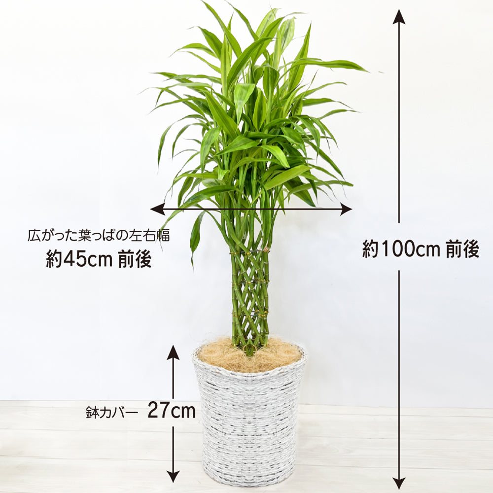 観葉植物 ラッキーバンブー 縁起が良い ミリオンバンブー 鉢カバー付き 幸運の植物 万年竹 開運竹 銀葉千年木 育てやすい ギフト お祝い 誕生日 開店祝い