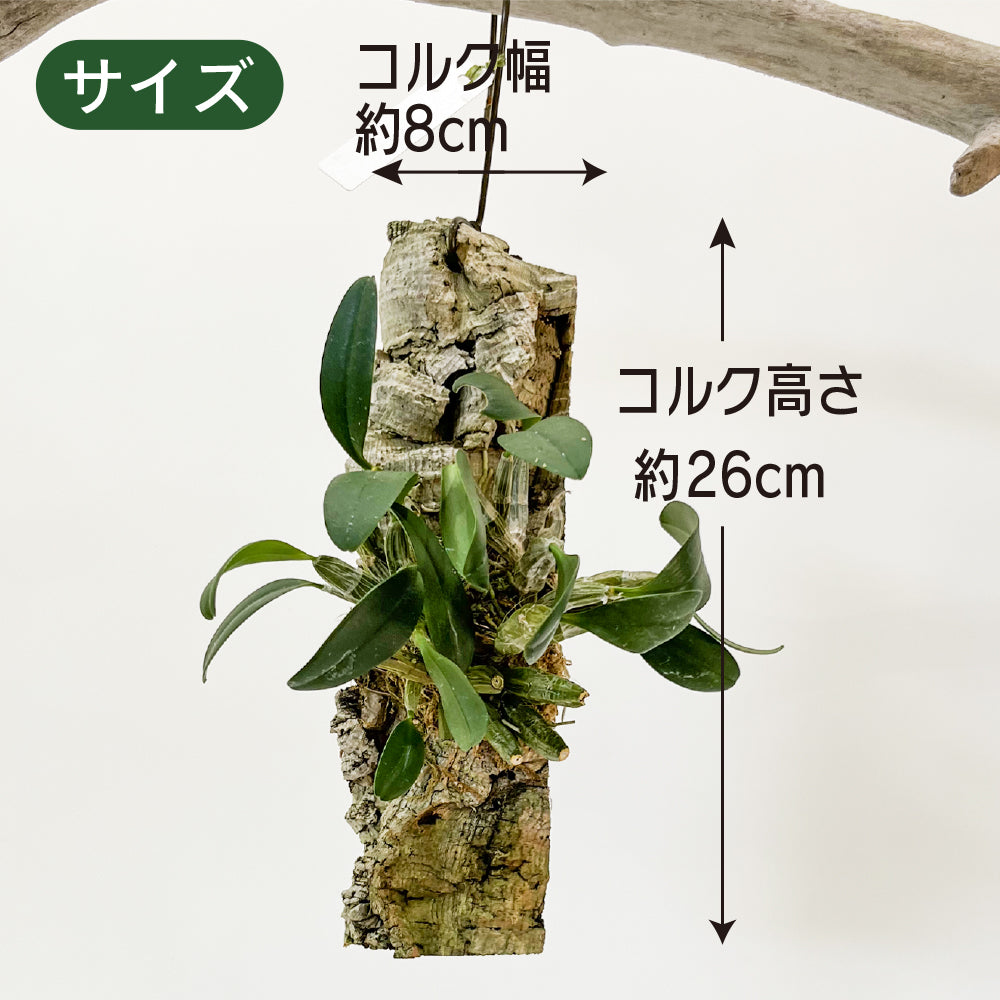 洋蘭 デンドロ ウェンチェン セレクト コルク付き コルク着床欄 観葉植物 おしゃれなインテリア 育てやすい 壁掛け