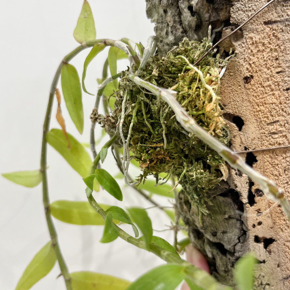 洋蘭 デンドロビウム・ピエラルディ コルク付き コルク着床欄 観葉植物 おしゃれなインテリア 育てやすい 壁掛け