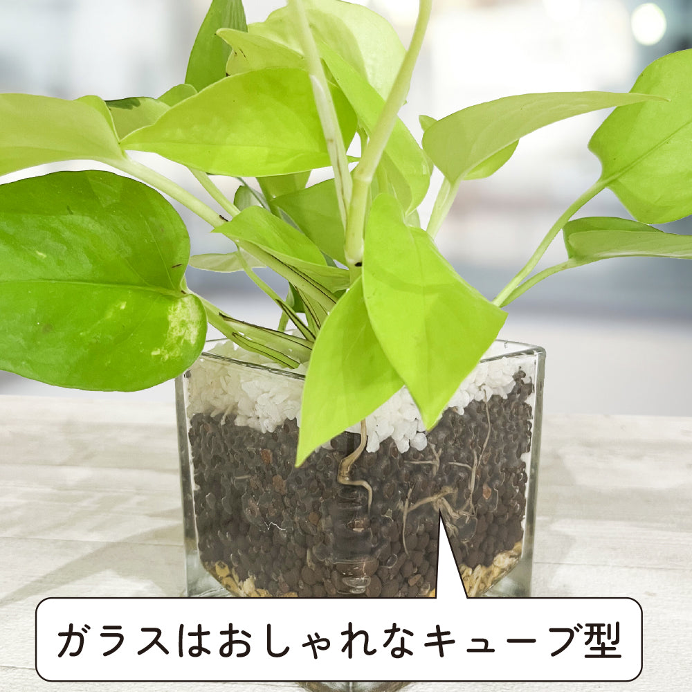ハイドロカルチャー 観葉植物 ポトス ライム 土を使わないから清潔 ライムグリーン葉色がとてもきれい! おしゃれなガラス器