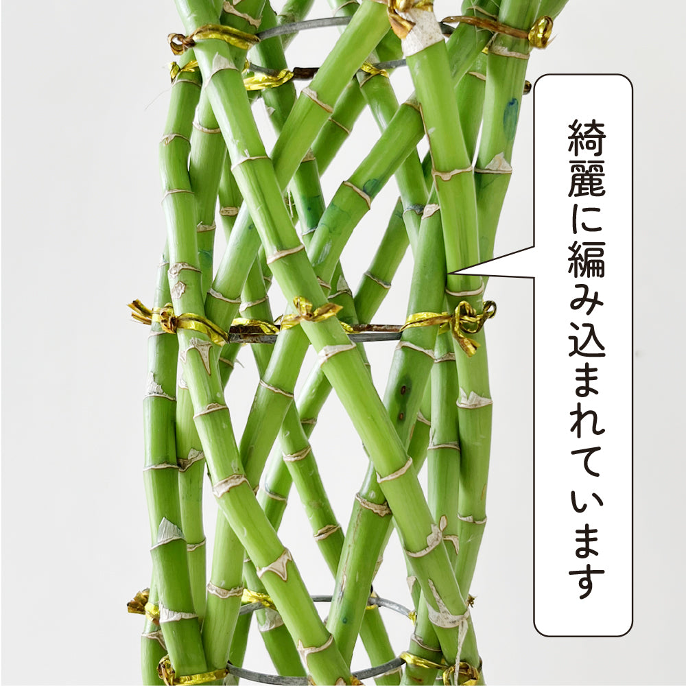 観葉植物 ラッキーバンブー 縁起が良い ミリオンバンブー 鉢カバー付き 幸運の植物 万年竹 開運竹 銀葉千年木 育てやすい ギフト お祝い 誕生日 開店祝い
