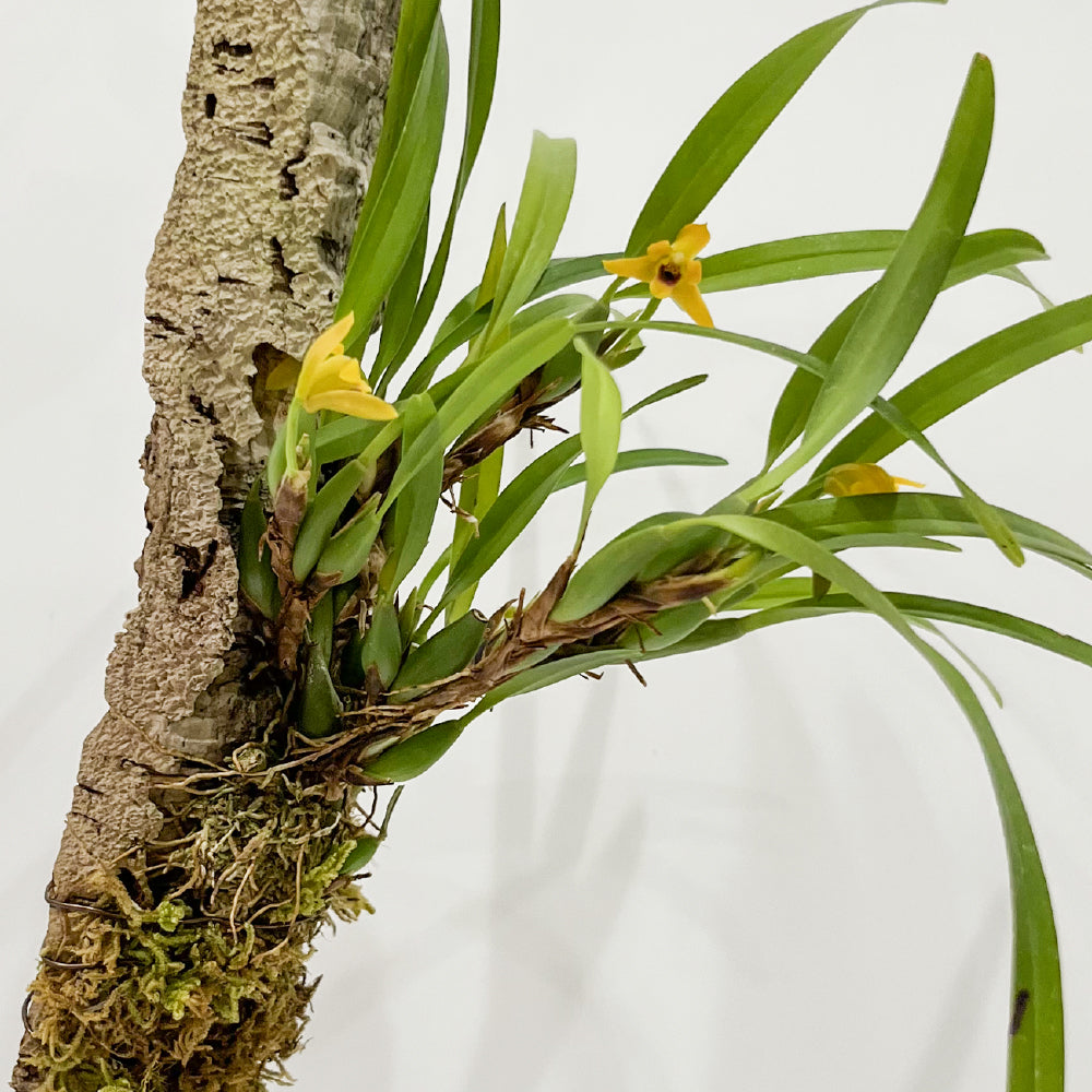 洋蘭 マキシラリア・バリアビリス ナナ コルク付き コルク着床欄 観葉植物 おしゃれなインテリア 育てやすい 壁掛け