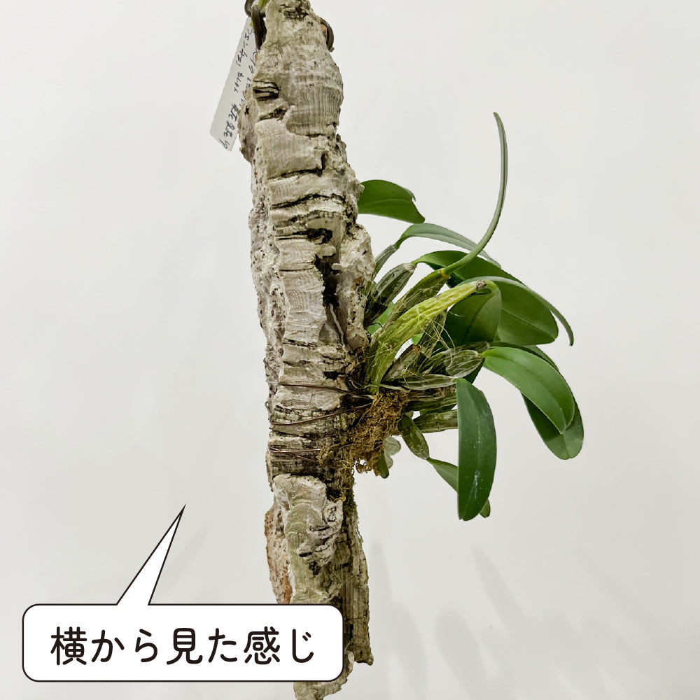 洋蘭 デンドロ ウェンチェン セレクト コルク付き コルク着床欄 観葉植物 おしゃれなインテリア 育てやすい 壁掛け