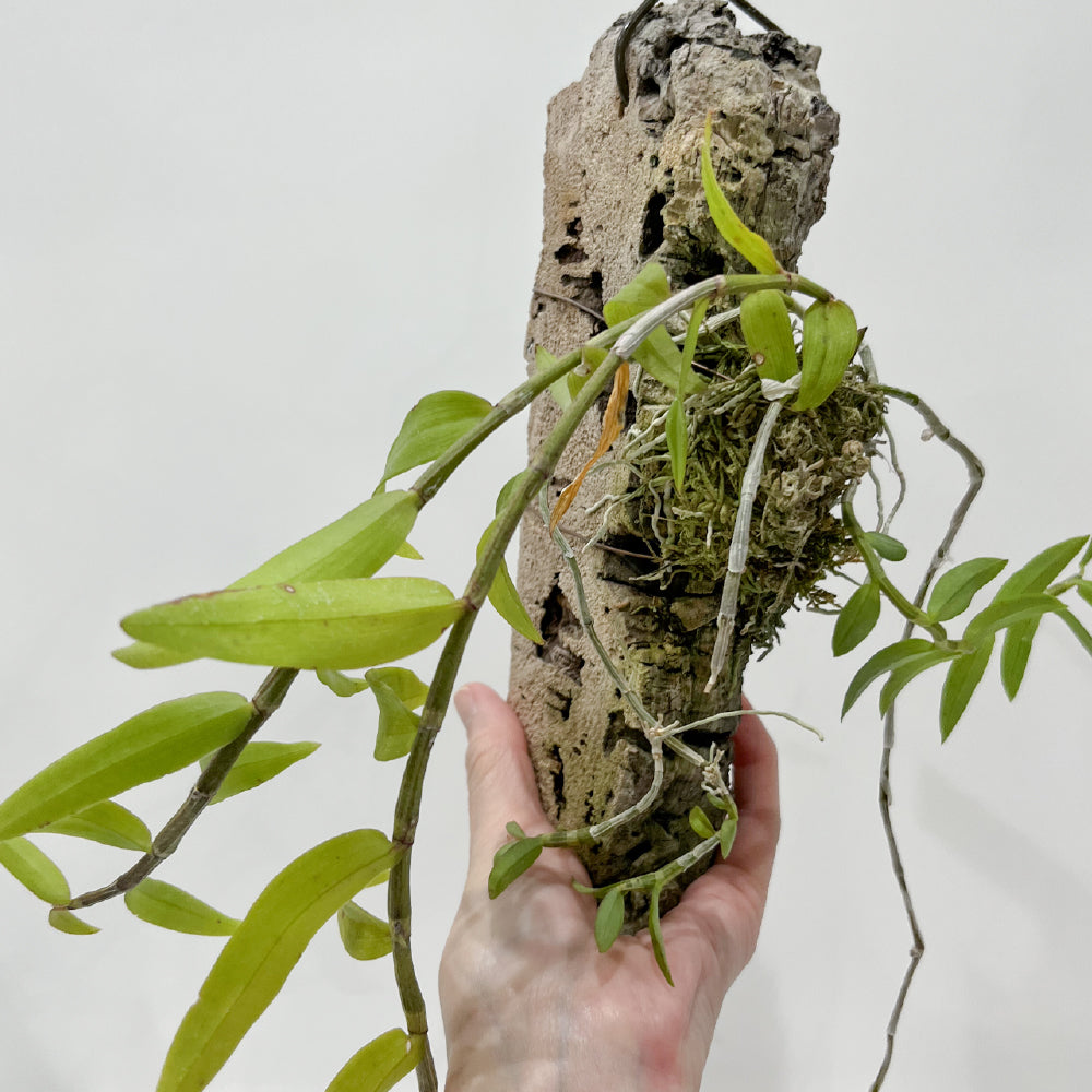洋蘭 デンドロビウム・ピエラルディ コルク付き コルク着床欄 観葉植物 おしゃれなインテリア 育てやすい 壁掛け