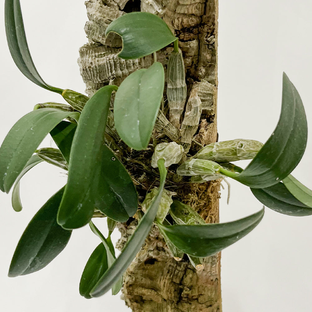 洋蘭 デンドロ ウェンチェン セレクト コルク付き コルク着床欄 観葉植物 おしゃれなインテリア 育てやすい 壁掛け