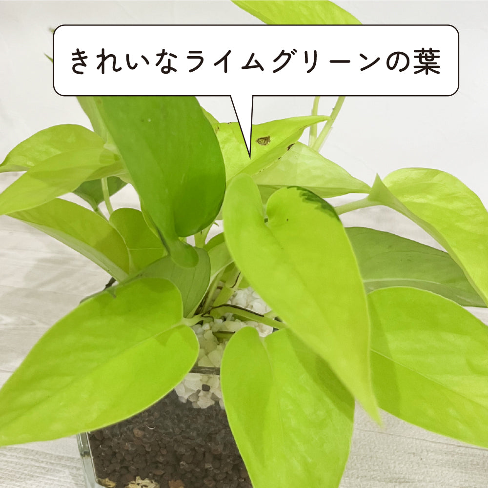 ハイドロカルチャー 観葉植物 ポトス ライム 土を使わないから清潔 ライムグリーン葉色がとてもきれい! おしゃれなガラス器