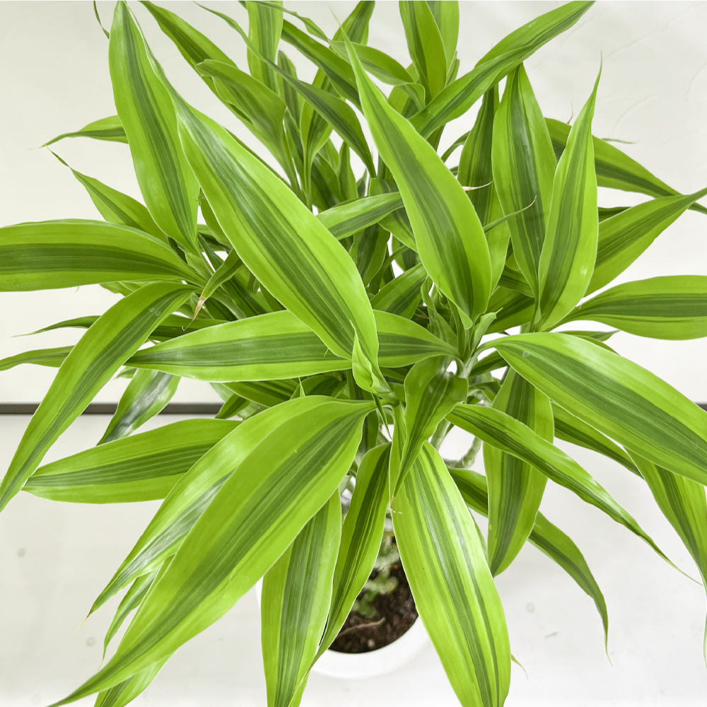 観葉植物 ラッキーバンブー 縁起が良い ミリオンバンブー 鉢カバー付き 幸運の植物 万年竹 開運竹 銀葉千年木 育てやすい ギフト お祝い 誕生日 開店祝い