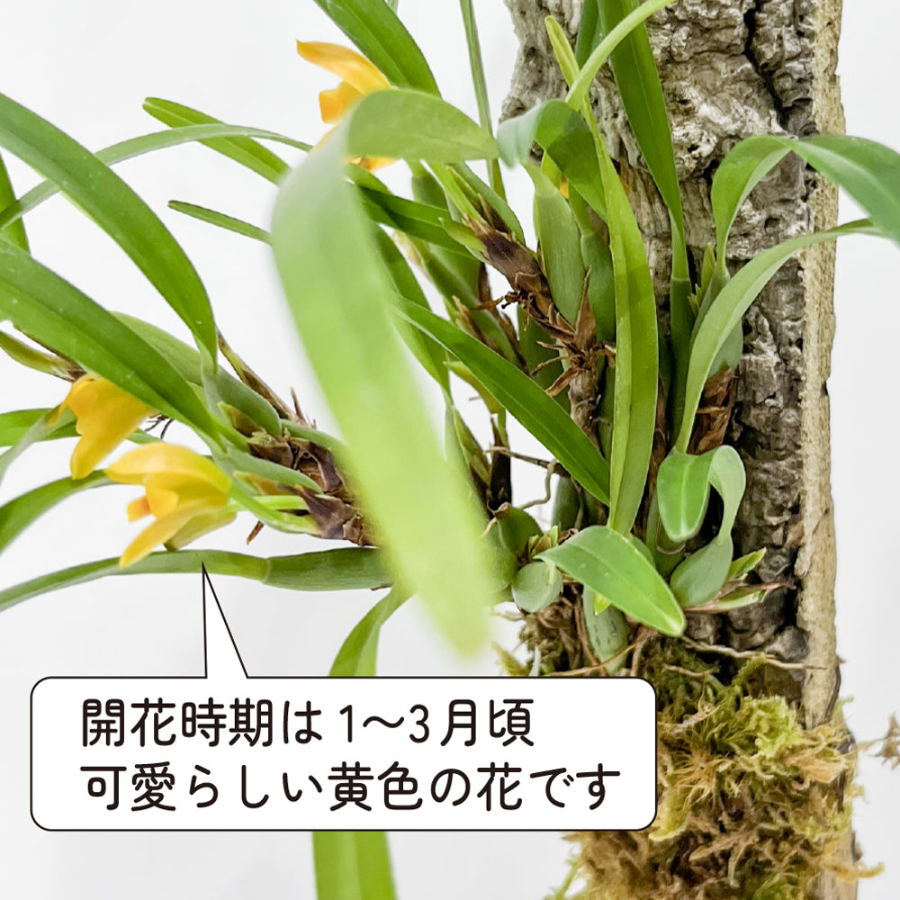 洋蘭 マキシラリア・バリアビリス ナナ コルク付き コルク着床欄 観葉植物 おしゃれなインテリア 育てやすい 壁掛け