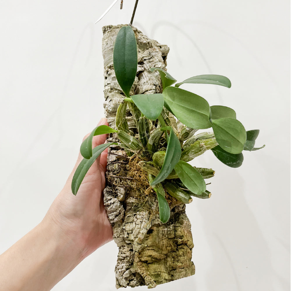 洋蘭 デンドロ ウェンチェン セレクト コルク付き コルク着床欄 観葉植物 おしゃれなインテリア 育てやすい 壁掛け