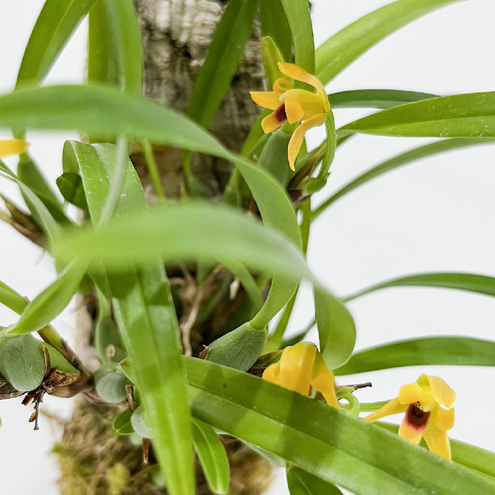 洋蘭 マキシラリア・バリアビリス ナナ コルク付き コルク着床欄 観葉植物 おしゃれなインテリア 育てやすい 壁掛け